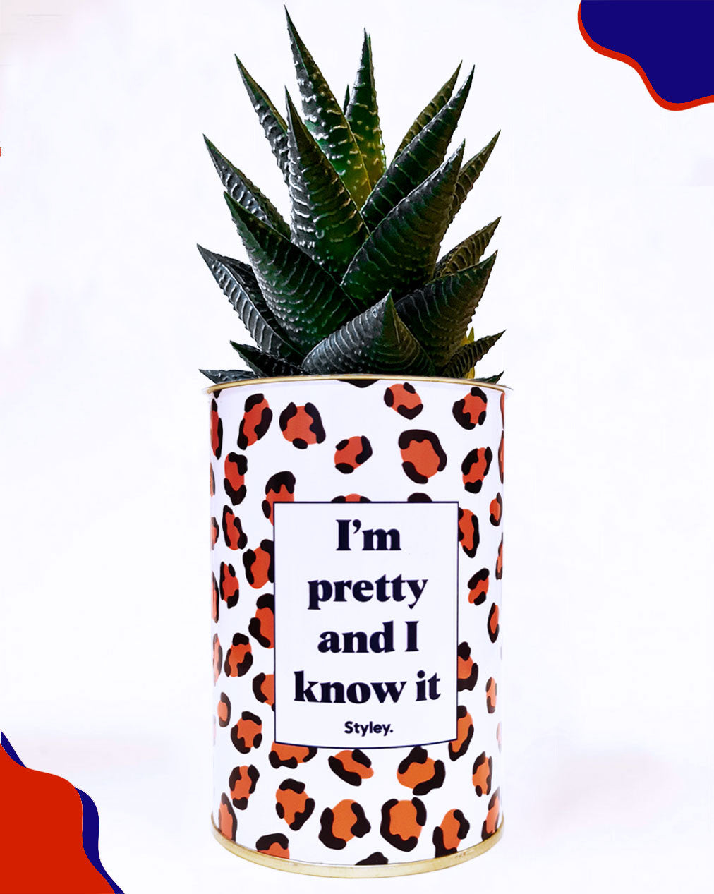 I'm pretty and I know it - Cactus