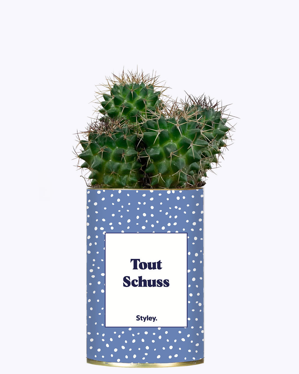 Tout Schuss - Cactus