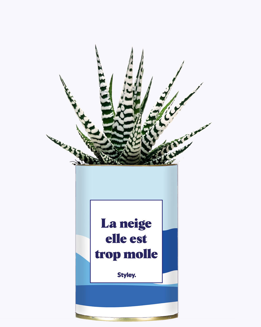 La neige est trop molle - Cactus