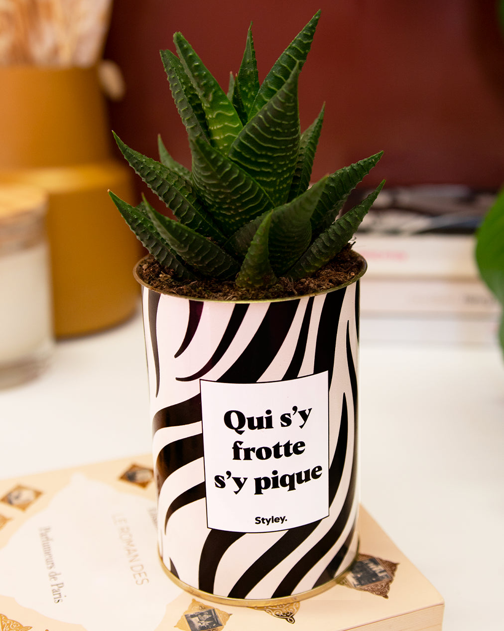 Qui s'y frotte s'y pique - Cactus