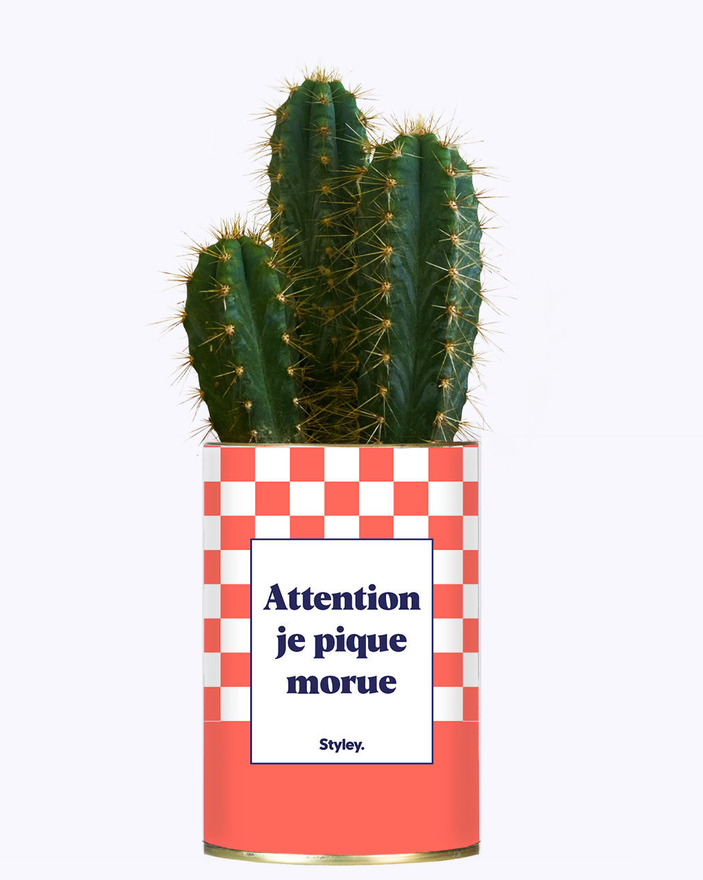 Attention je pique morue - Cactus