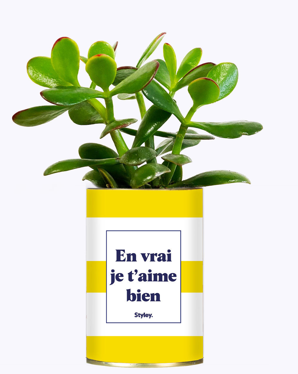 En vrai je t'aime bien - Cactus