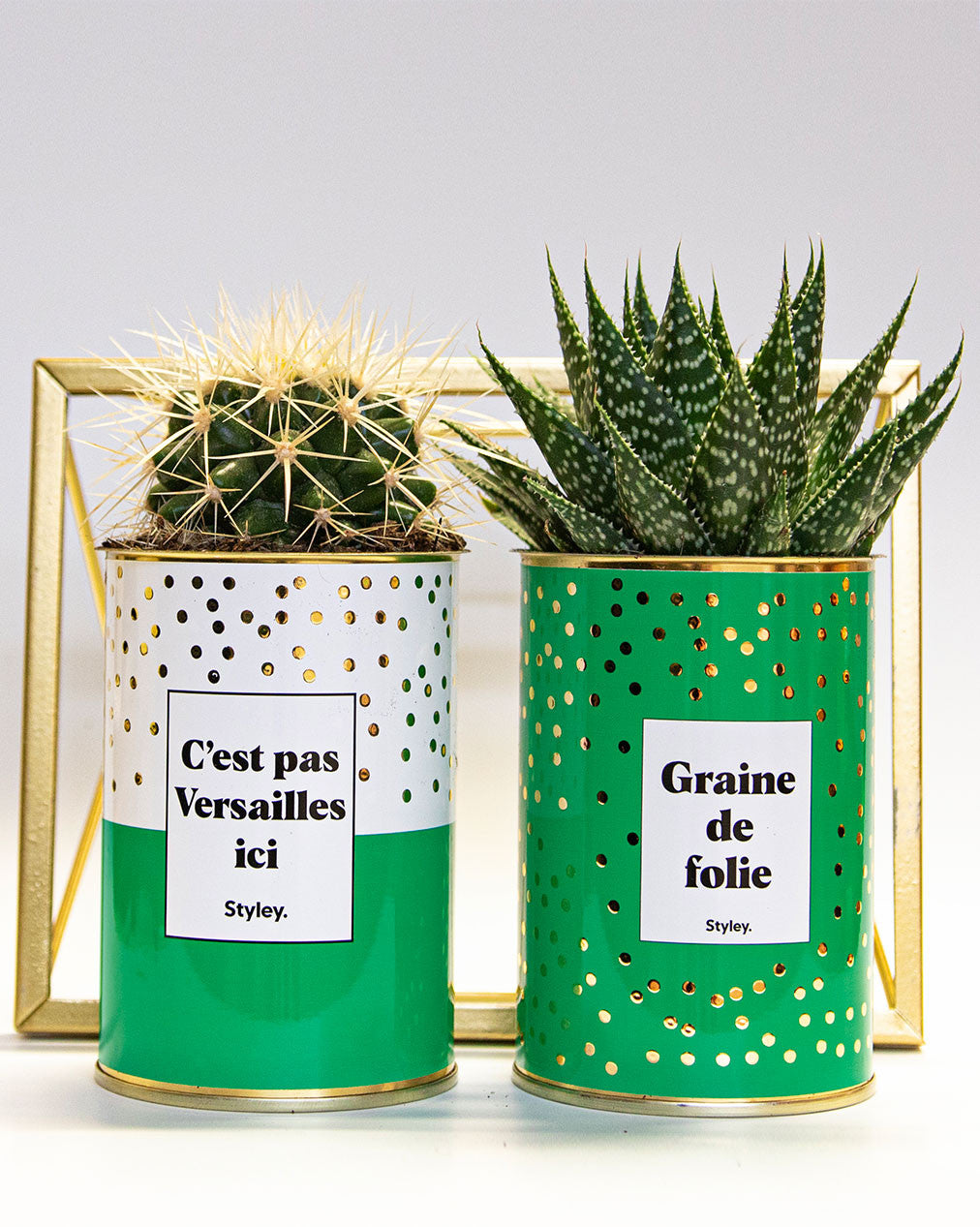 C'est pas Versailles ici - Cactus