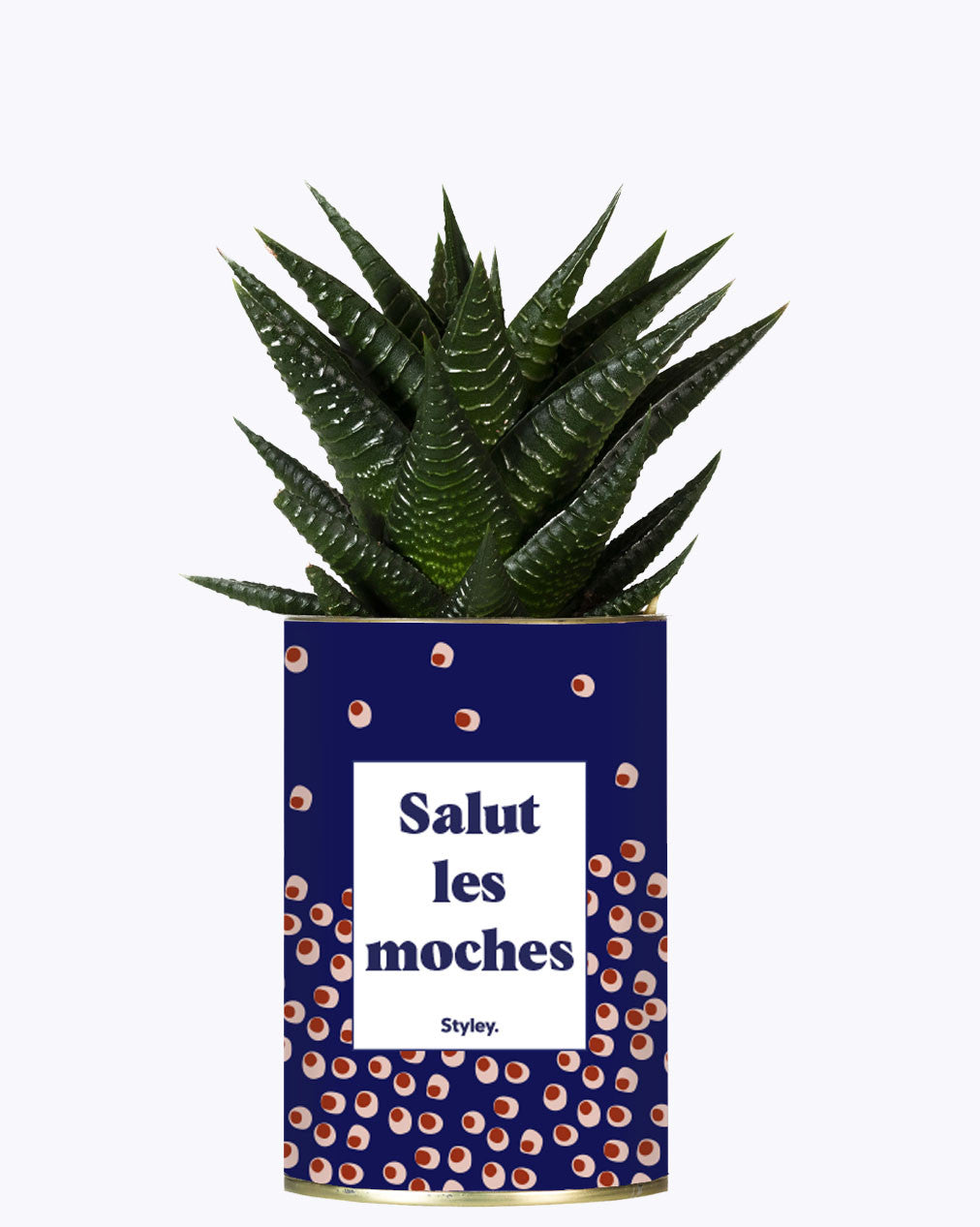 Salut les moches - Cactus