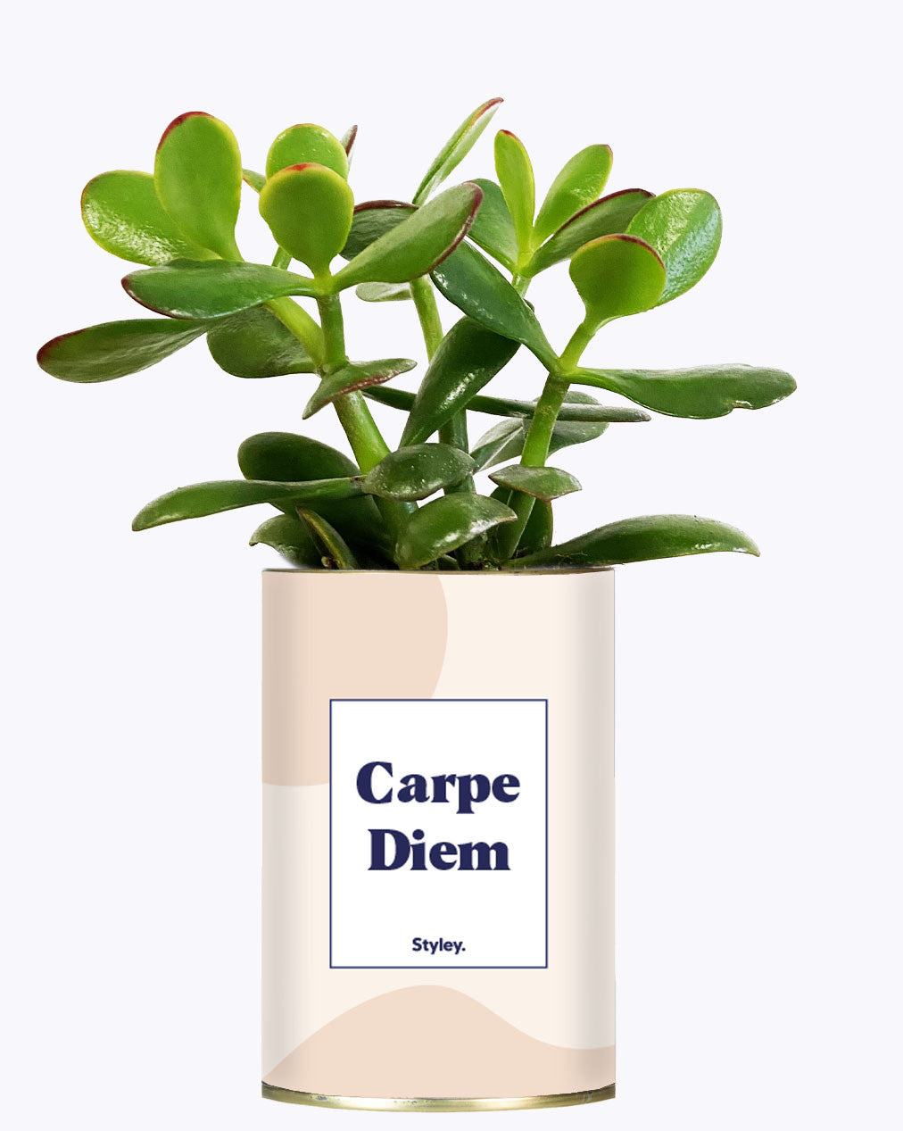Carpe Diem - Cactus
