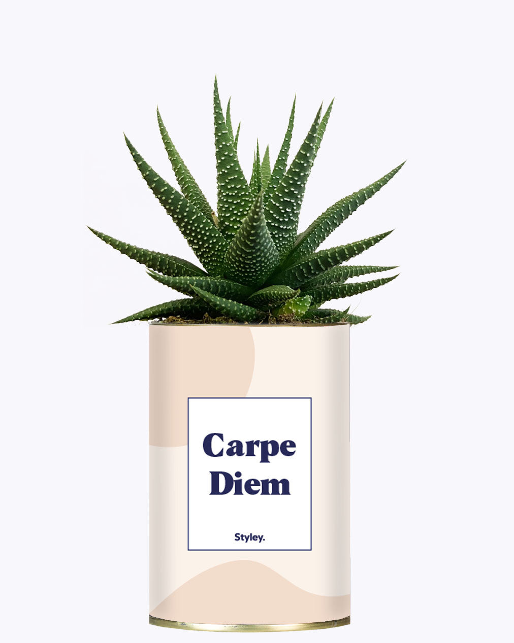 Carpe Diem - Cactus