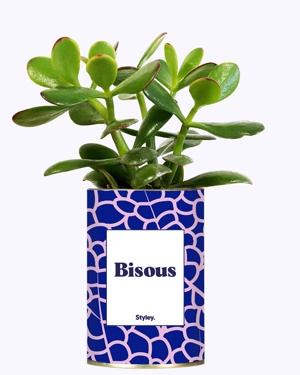 Bisous - Cactus