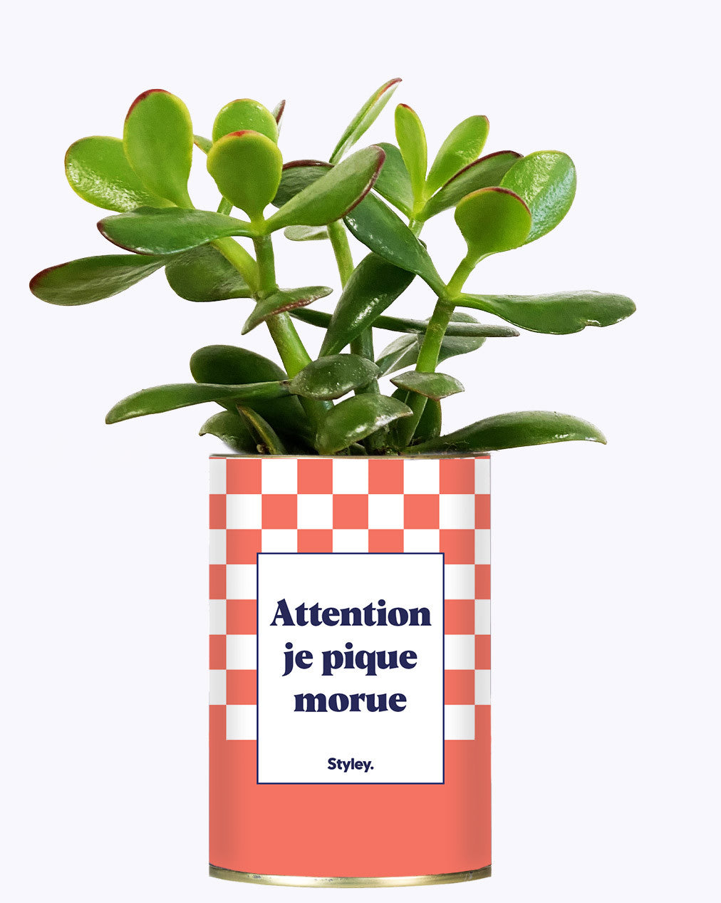 Attention je pique morue - Cactus