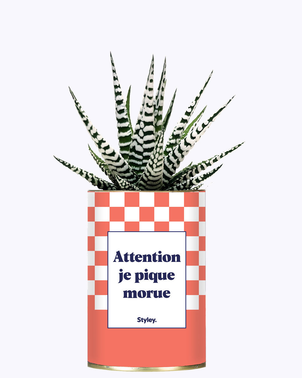 Attention je pique morue - Cactus