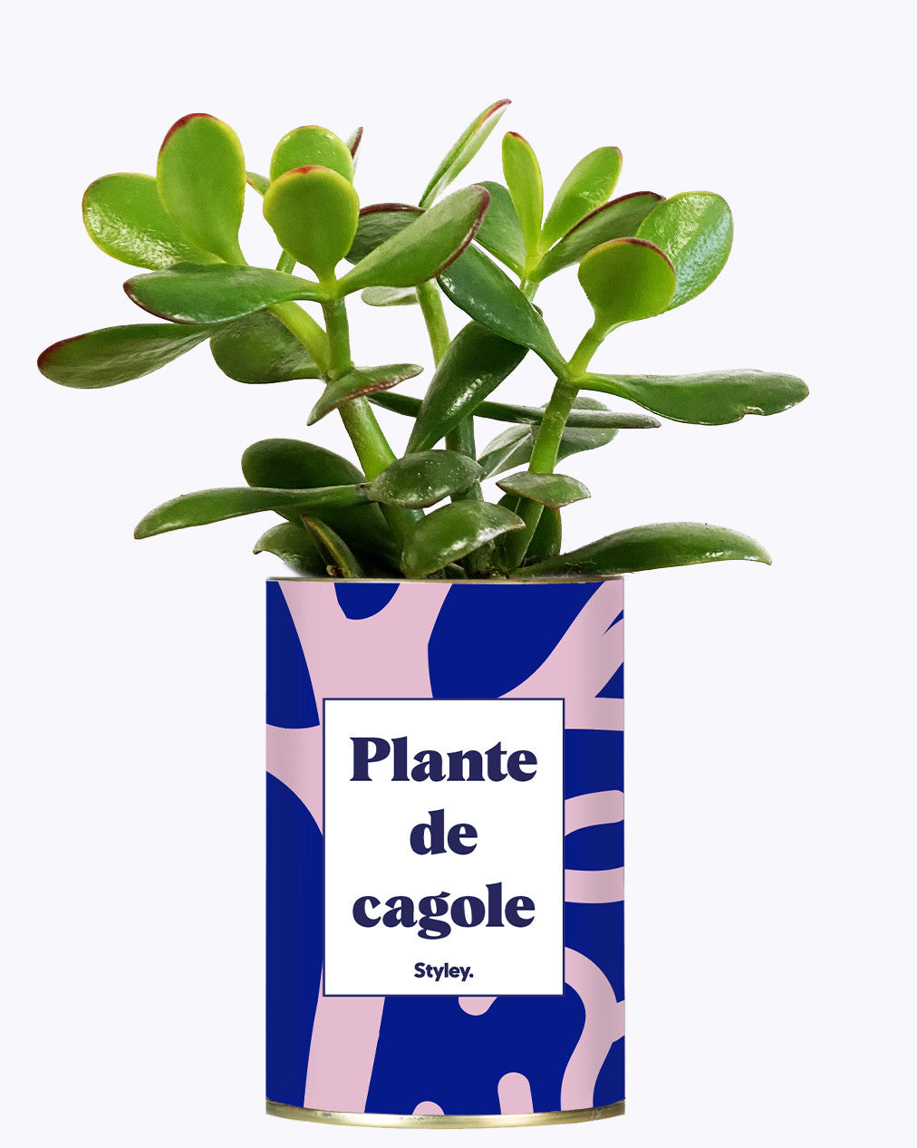 Plante de cagole - Cactus