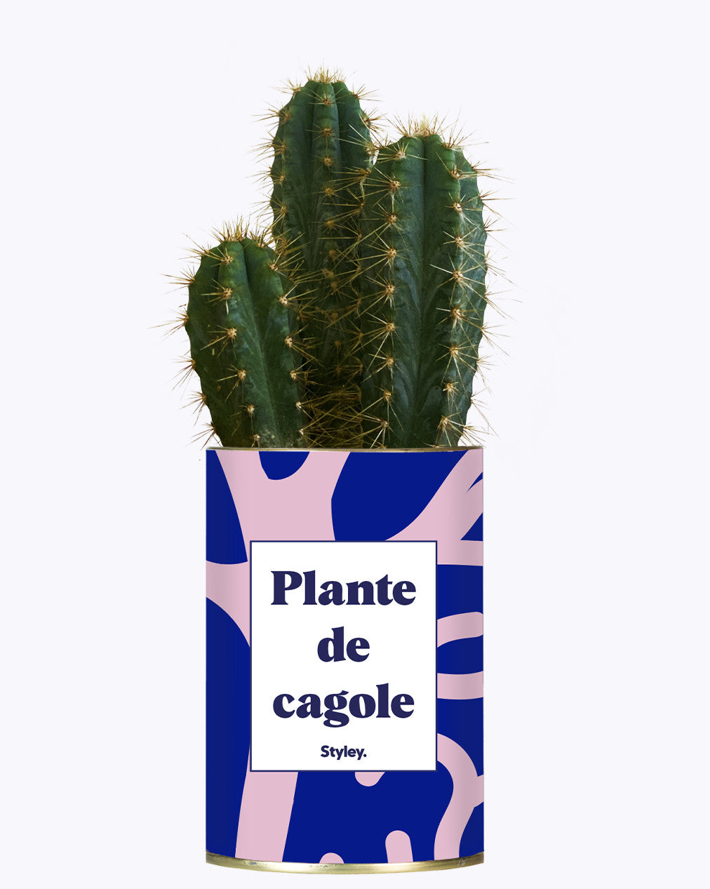 Plante de cagole - Cactus