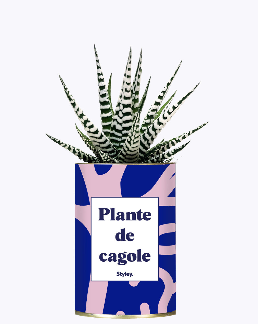 Plante de cagole - Cactus