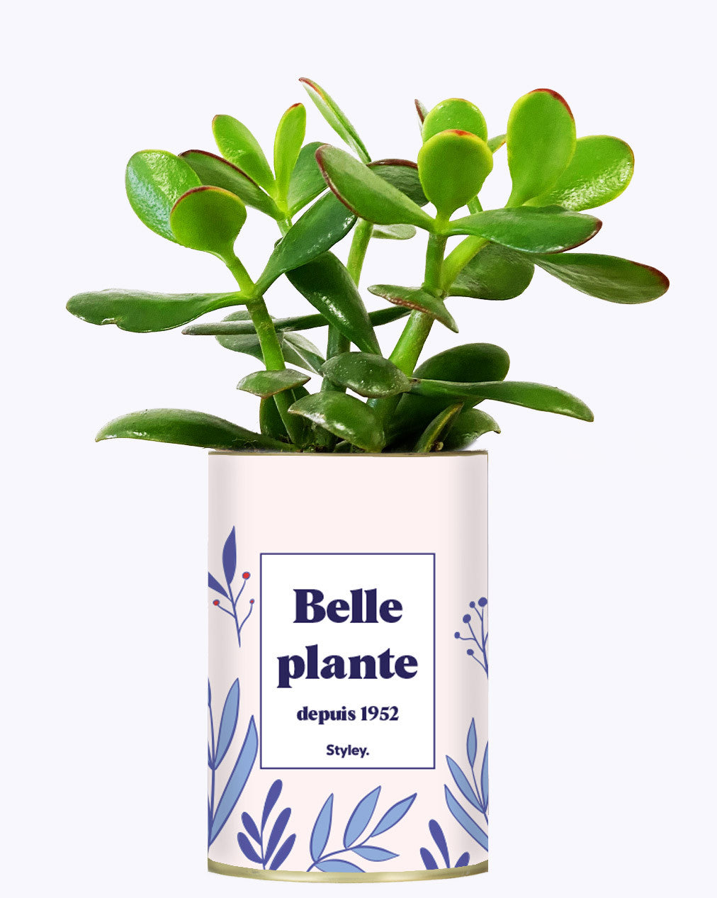 Belle plante personnalisable - Cactus