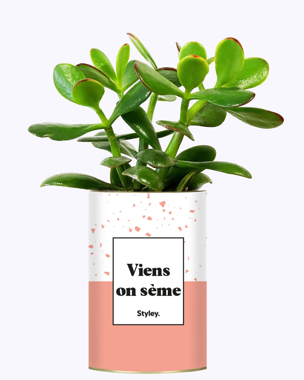 Viens on sème - Cactus