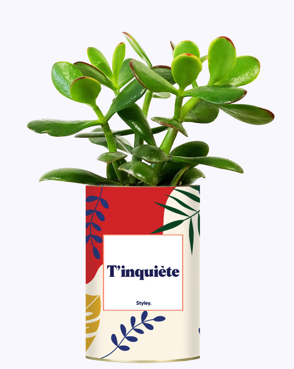 T'inquiète - Cactus