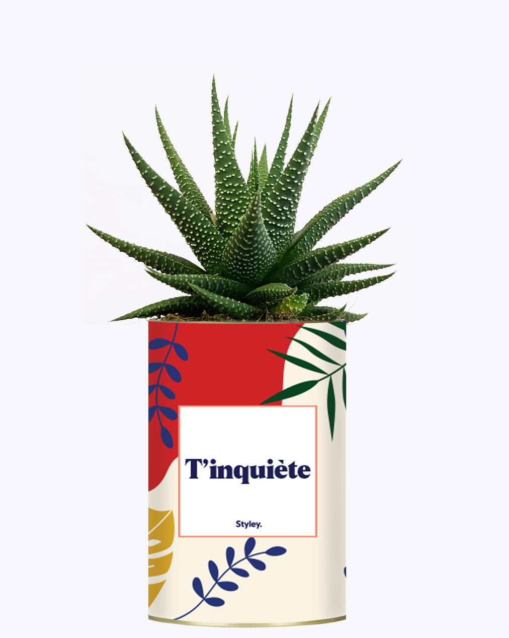 T'inquiète - Cactus
