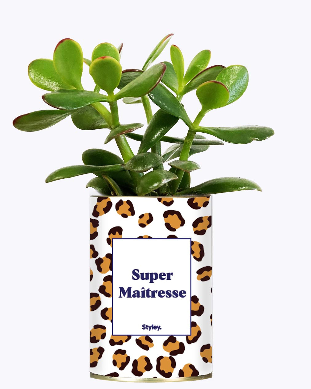 Super Maîtresse - Cactus