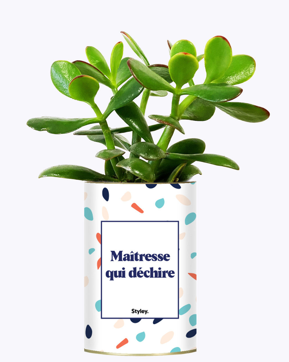 Maîtresse qui déchire - Cactus