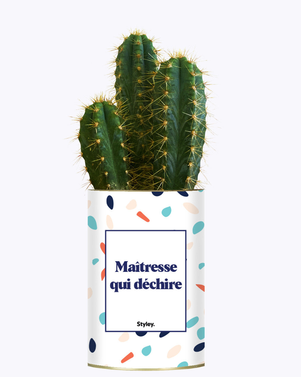 Maîtresse qui déchire - Cactus