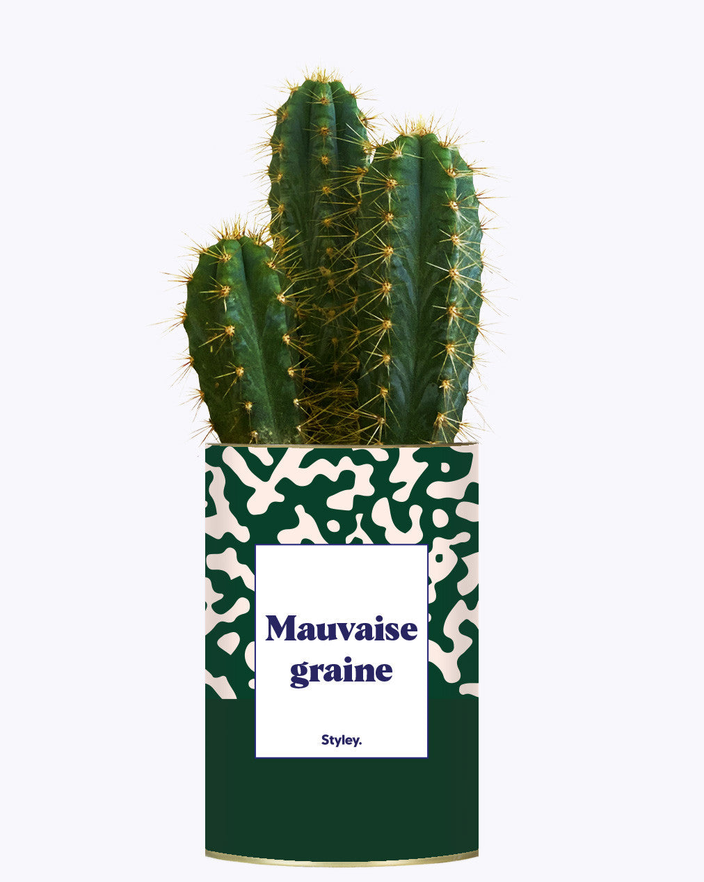 Mauvaise Graine - Cactus