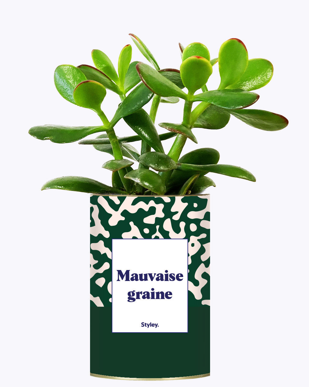 Mauvaise Graine - Cactus