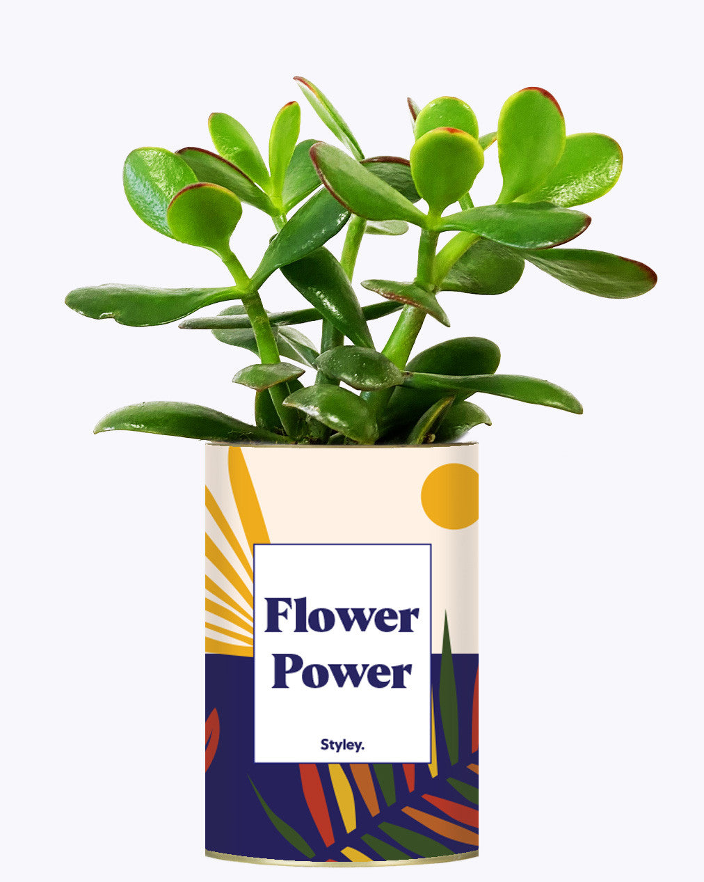 Flower Power - Cactus