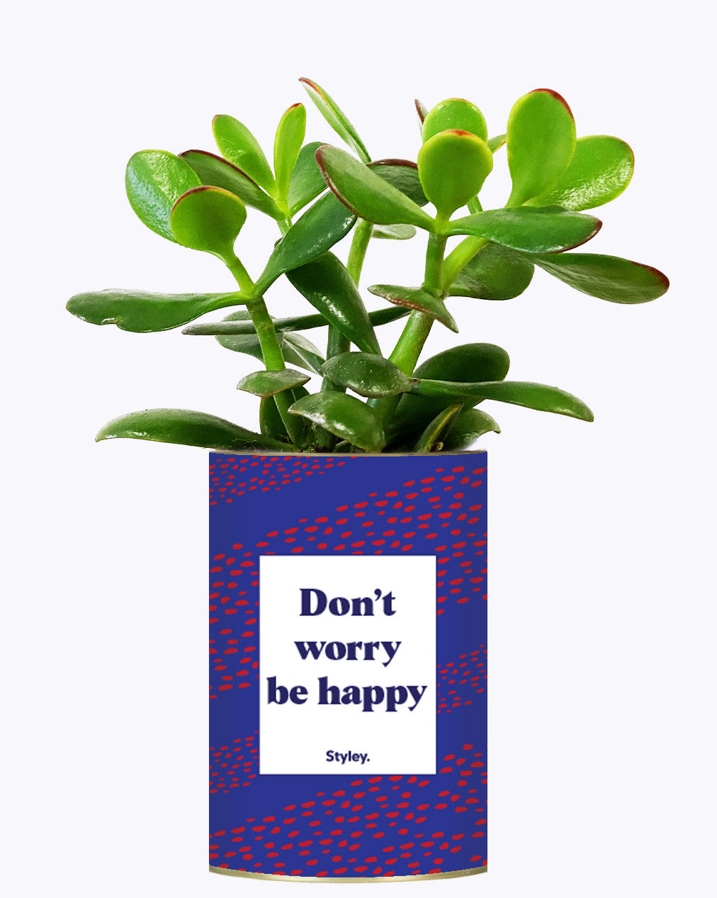 Don't worry be happy - Cactus