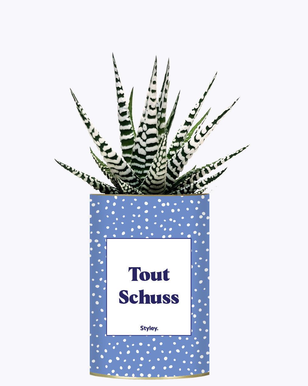Tout Schuss - Cactus