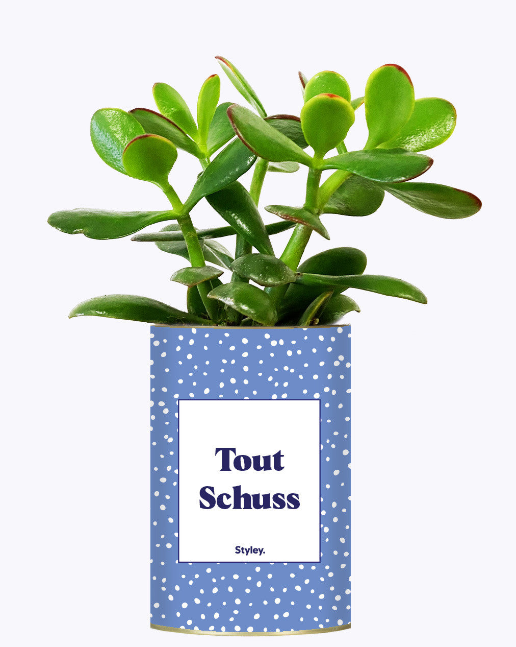 Tout Schuss - Cactus