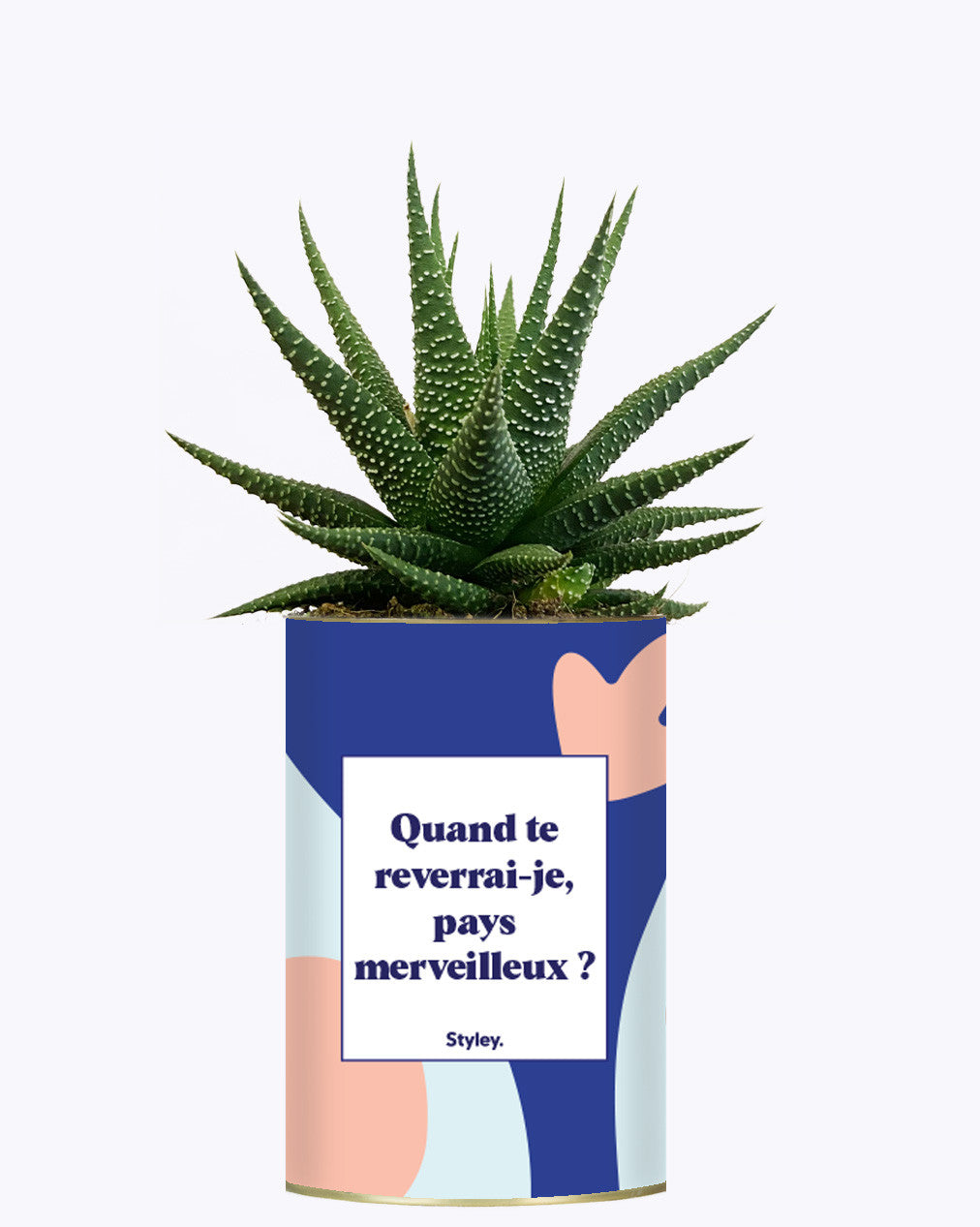 Quand te reverrais-je pays merveilleux ? - Cactus