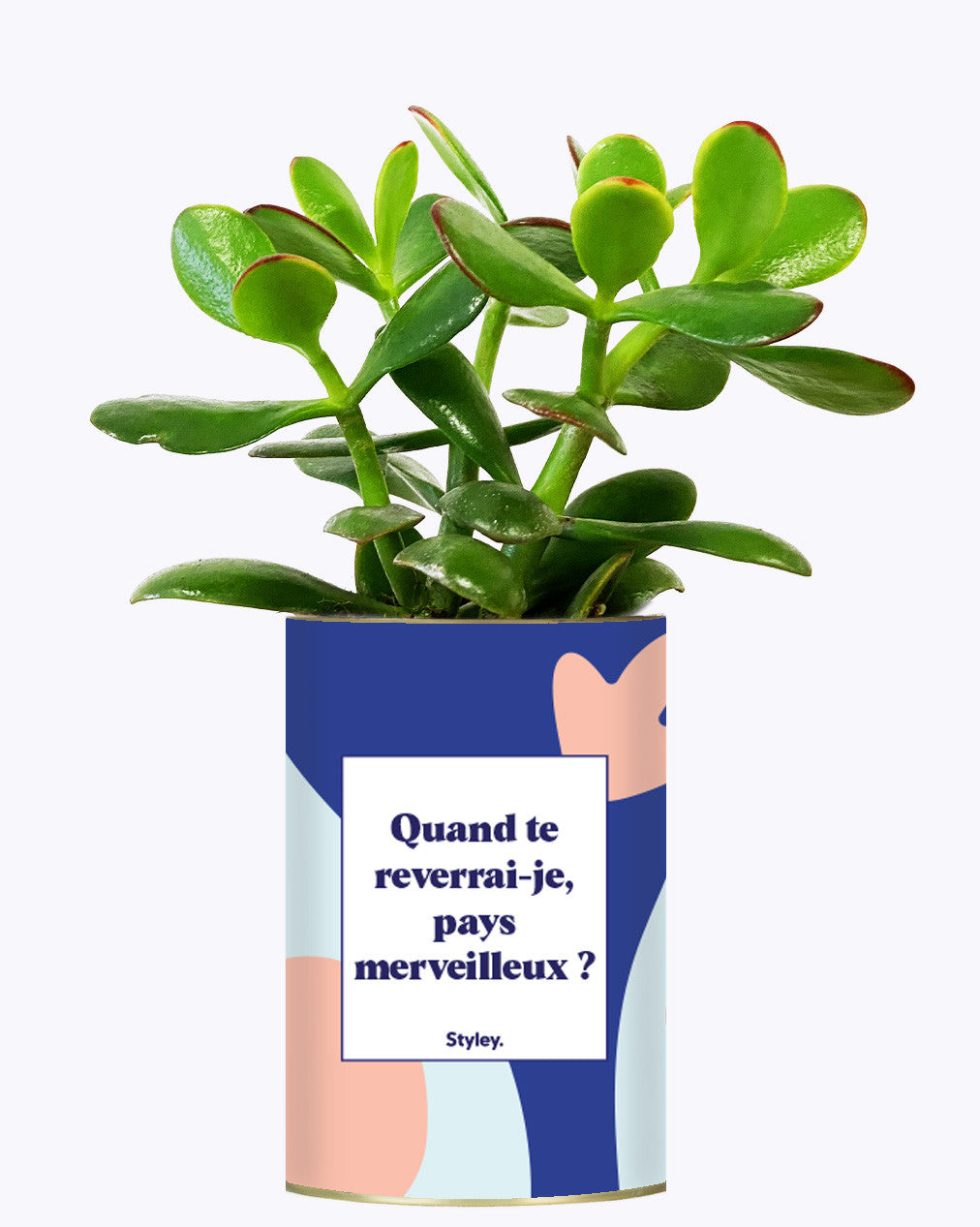 Quand te reverrais-je pays merveilleux ? - Cactus