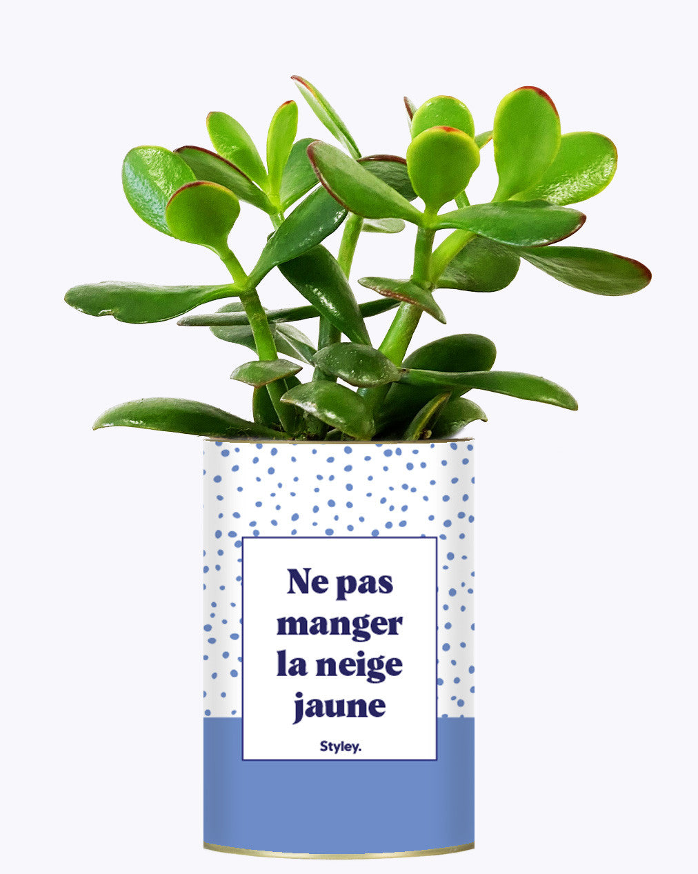 Ne pas manger la neige jaune - Cactus
