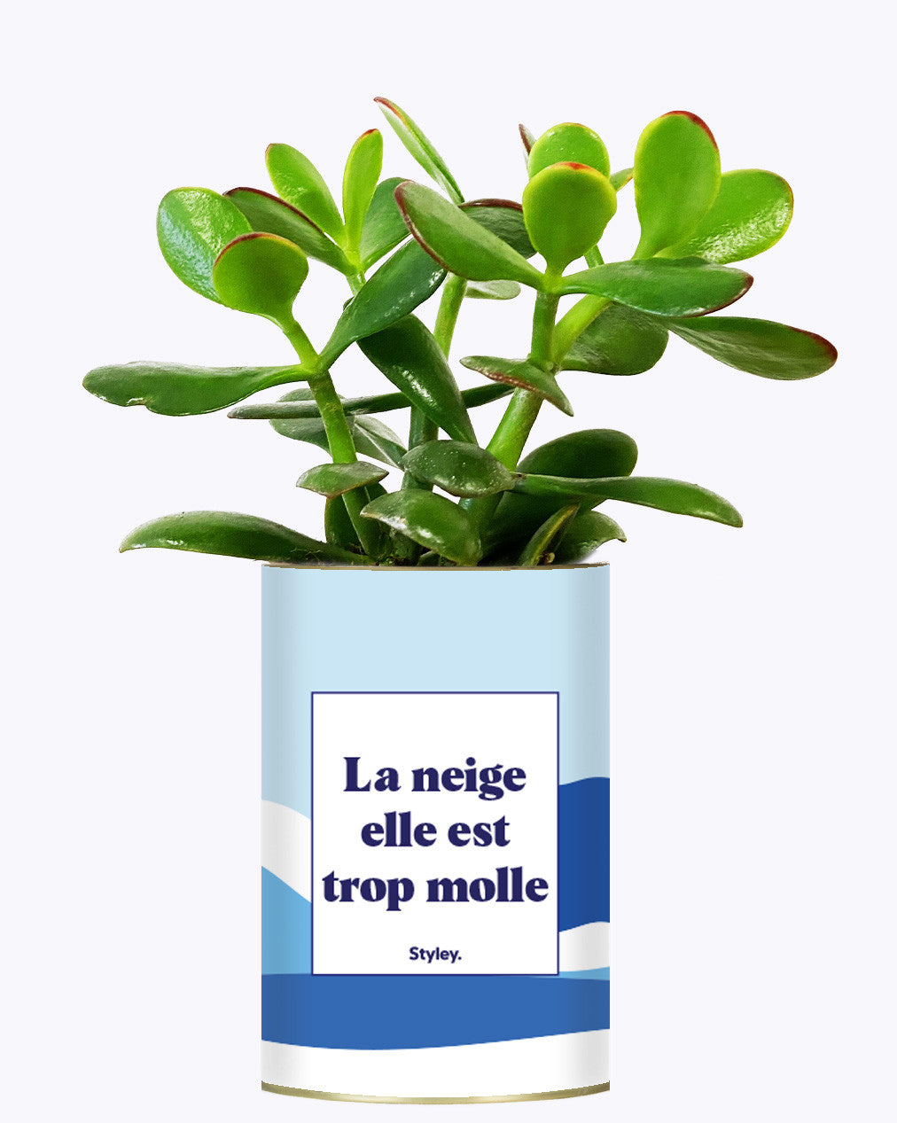 La neige est trop molle - Cactus