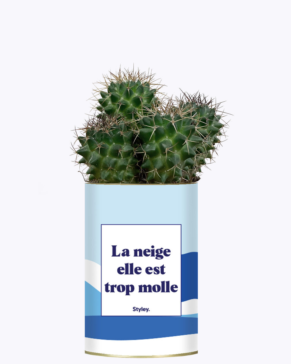 La neige est trop molle - Cactus