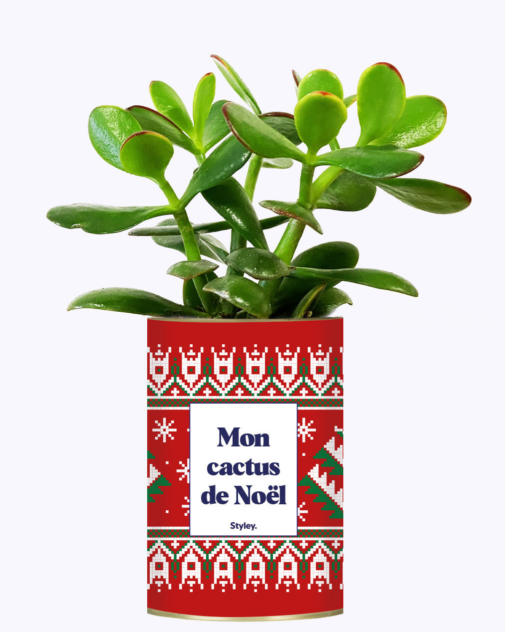 Mon cactus de Noël - Cactus
