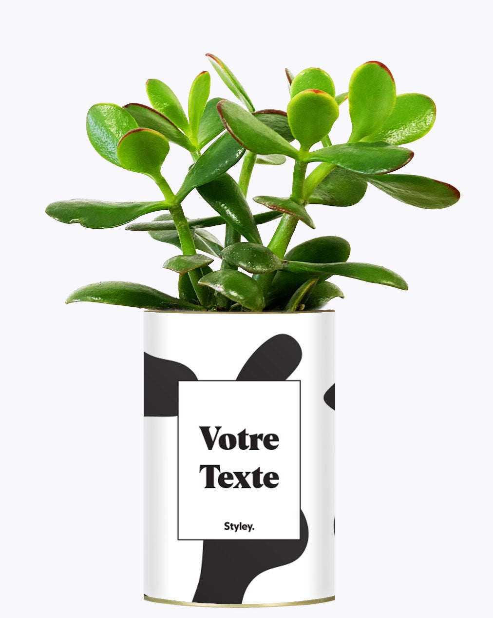 Cactus vache - Personnalisable