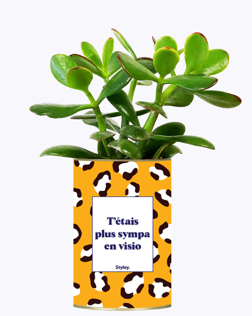 T'étais plus sympa en visio - Cactus
