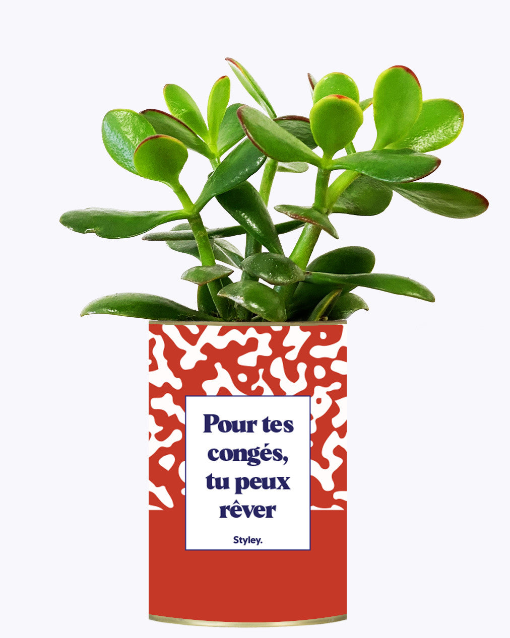 Pour tes congés, tu peux rêver - Cactus
