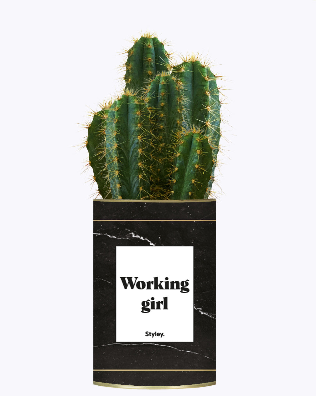 Working Girl - Cactus