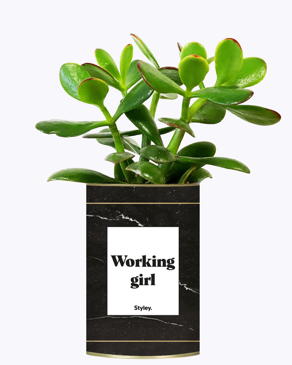 Working Girl - Cactus