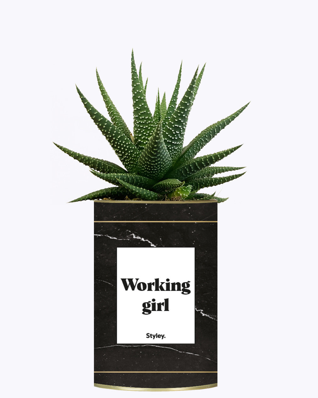 Working Girl - Cactus