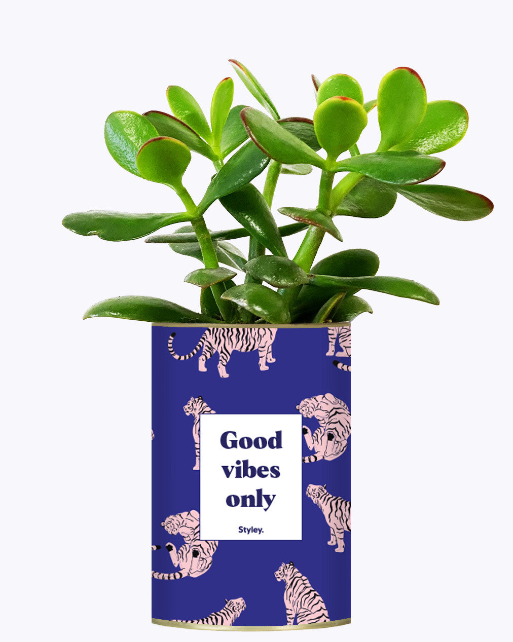 Good Vibes Only - Cactus