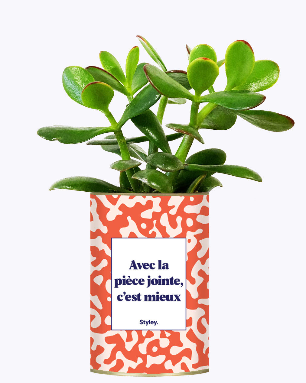 Avec la pièce jointe - Cactus