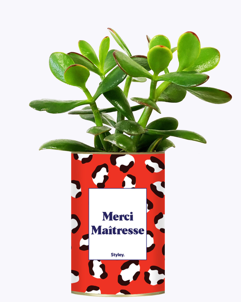 Merci Maîtresse - Cactus