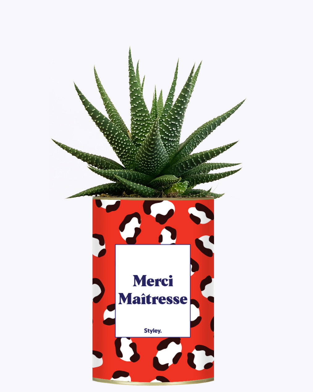 Merci Maîtresse - Cactus