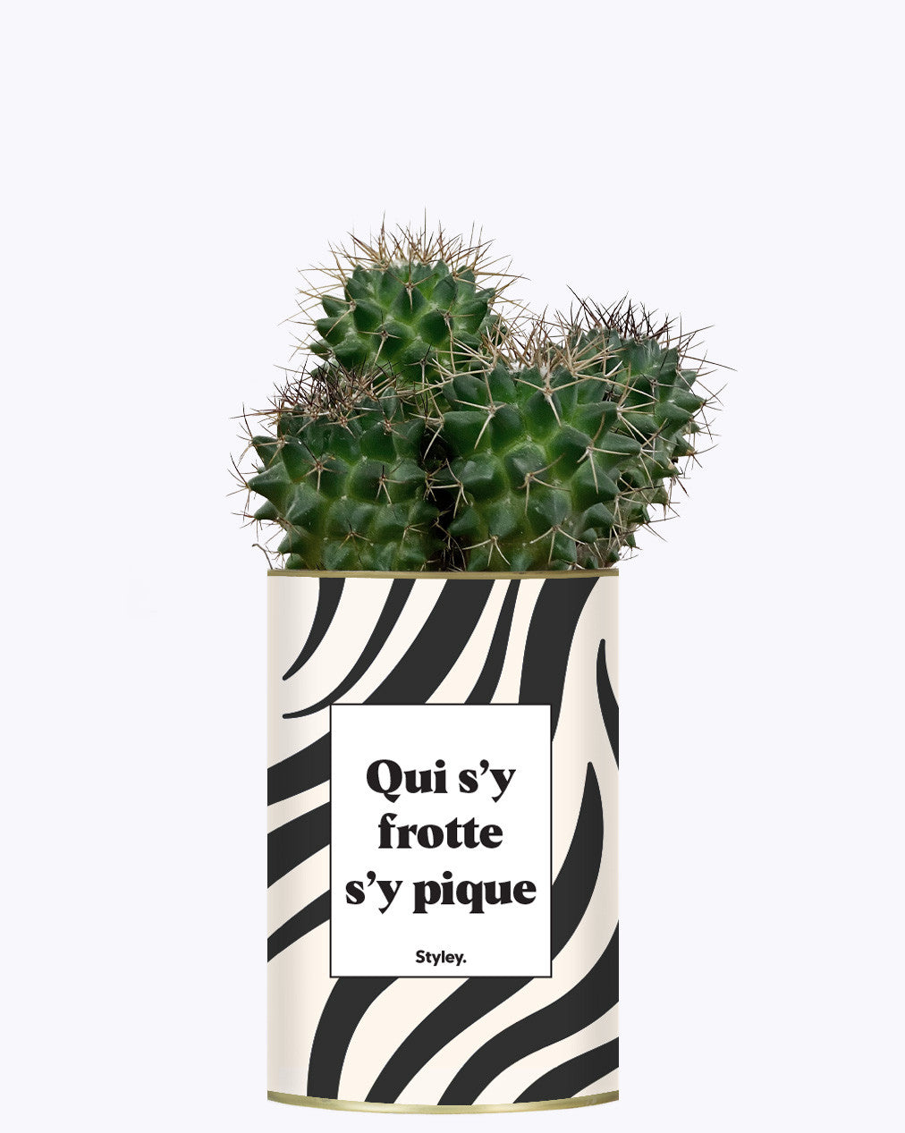Qui s'y frotte s'y pique - Cactus
