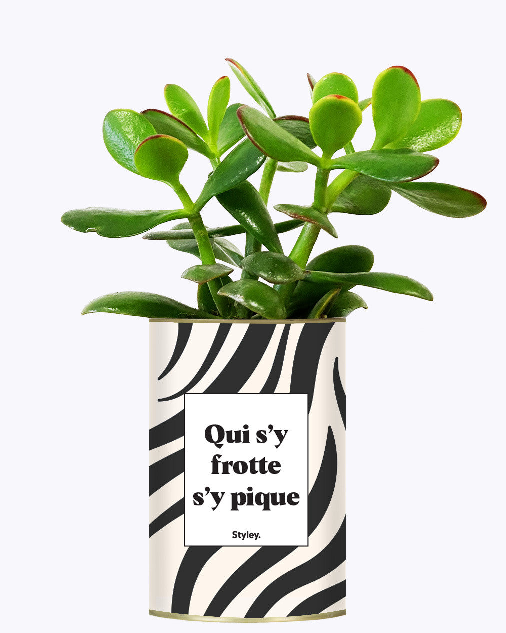 Qui s'y frotte s'y pique - Cactus