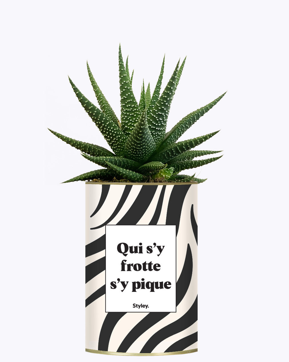 Qui s'y frotte s'y pique - Cactus