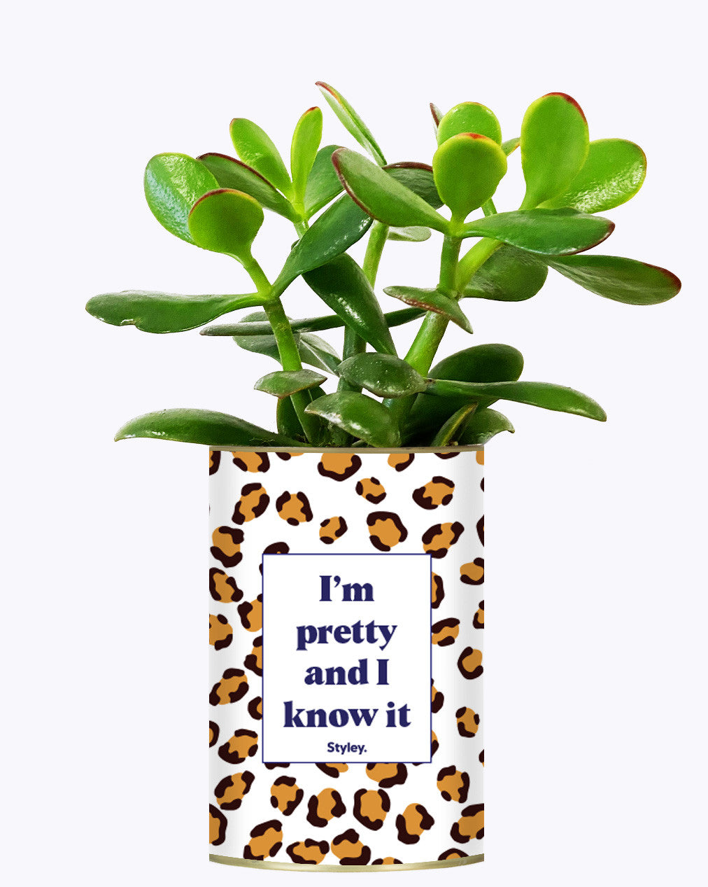 I'm pretty and I know it - Cactus
