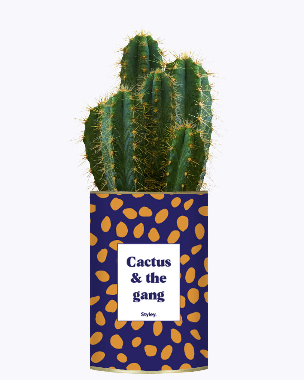 Cactus & the gang - Cactus